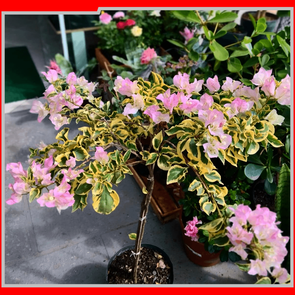 2057 IEAW - FLORICULTURA MORRETES (1)