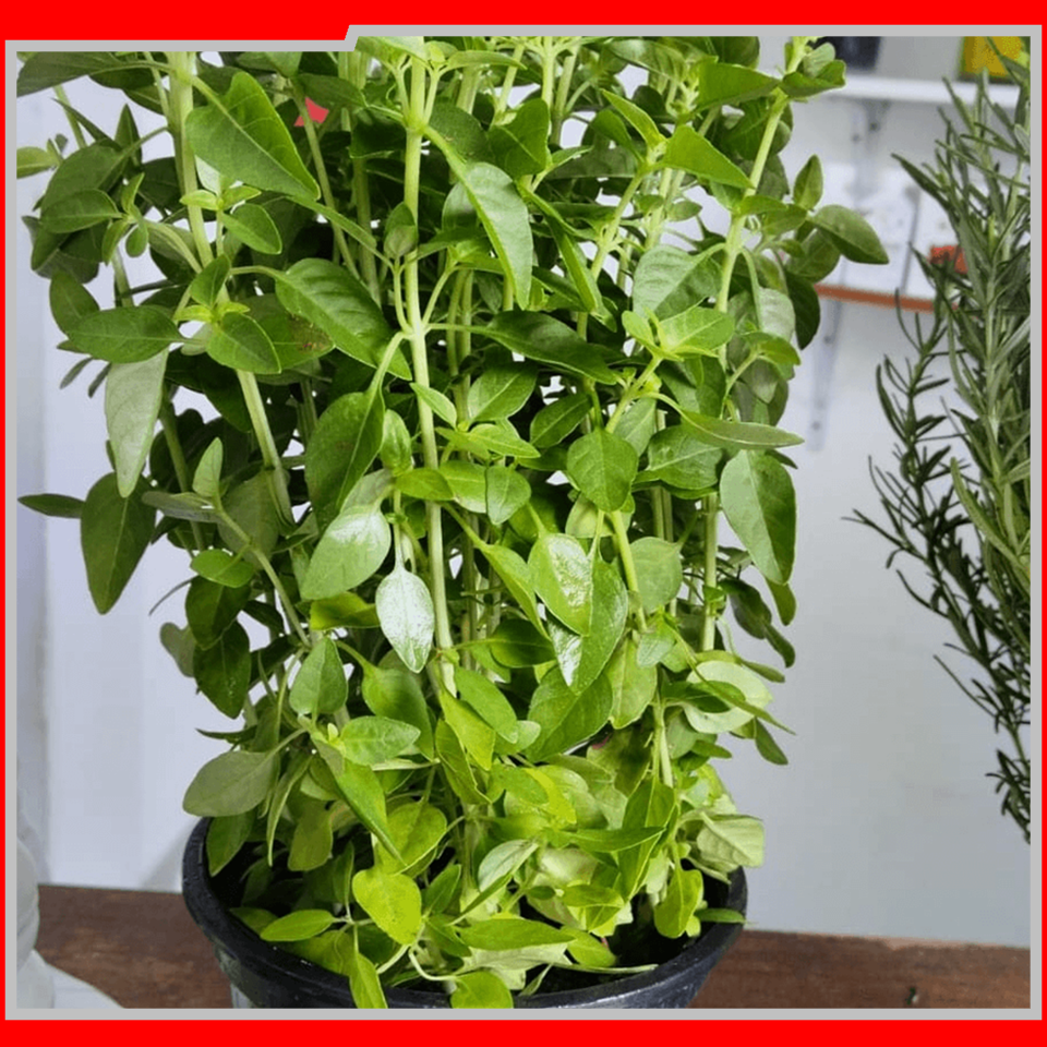 2057 IEAW - FLORICULTURA MORRETES (10)