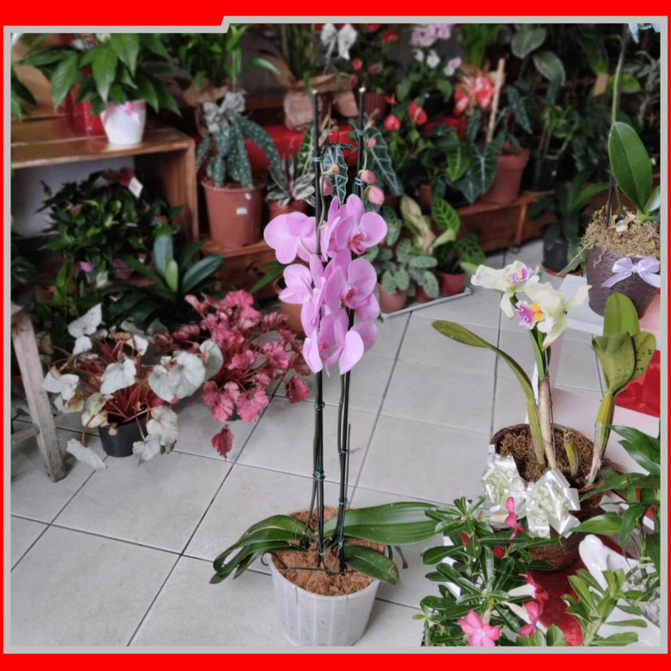2057 IEAW - FLORICULTURA MORRETES (11)