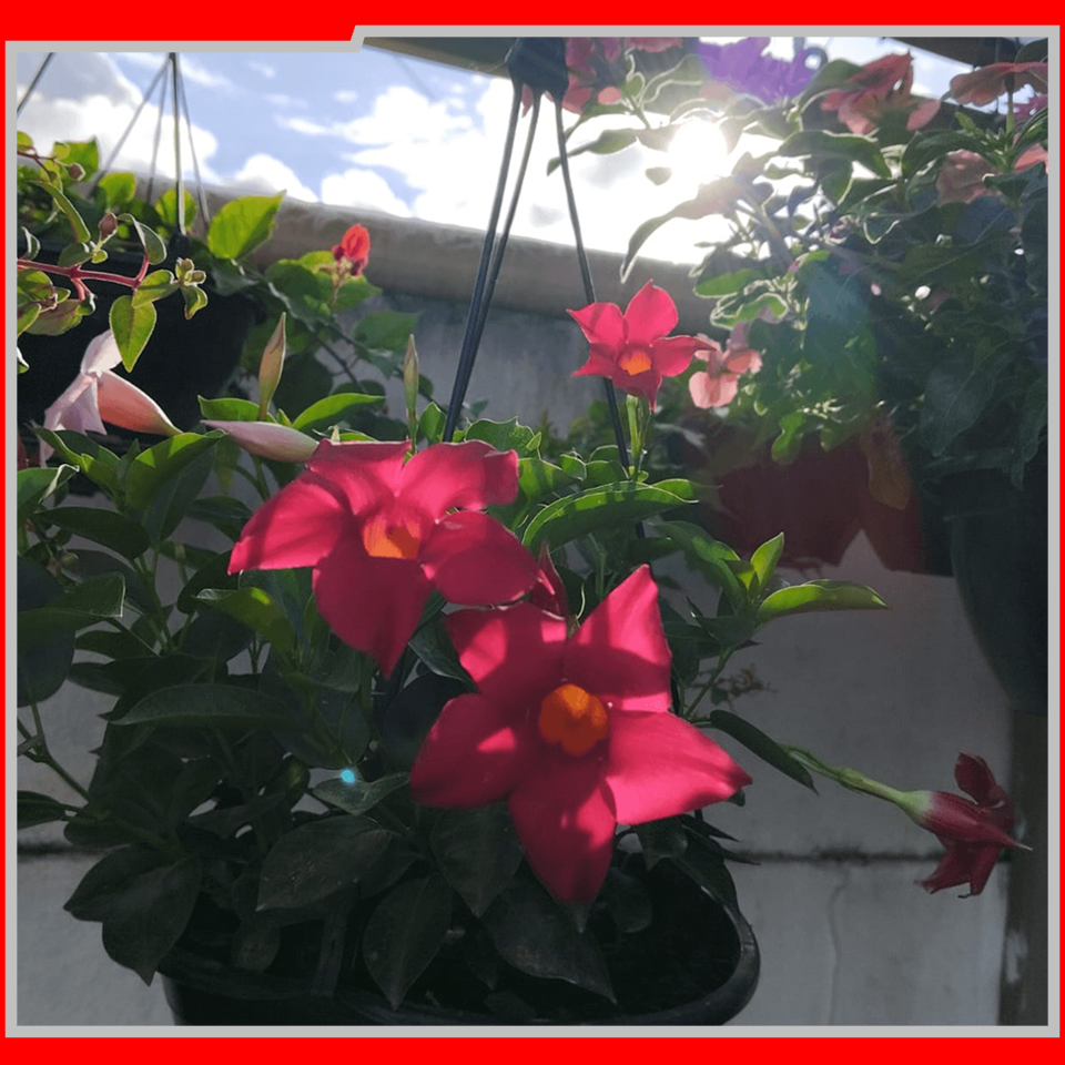 2057 IEAW - FLORICULTURA MORRETES (12)