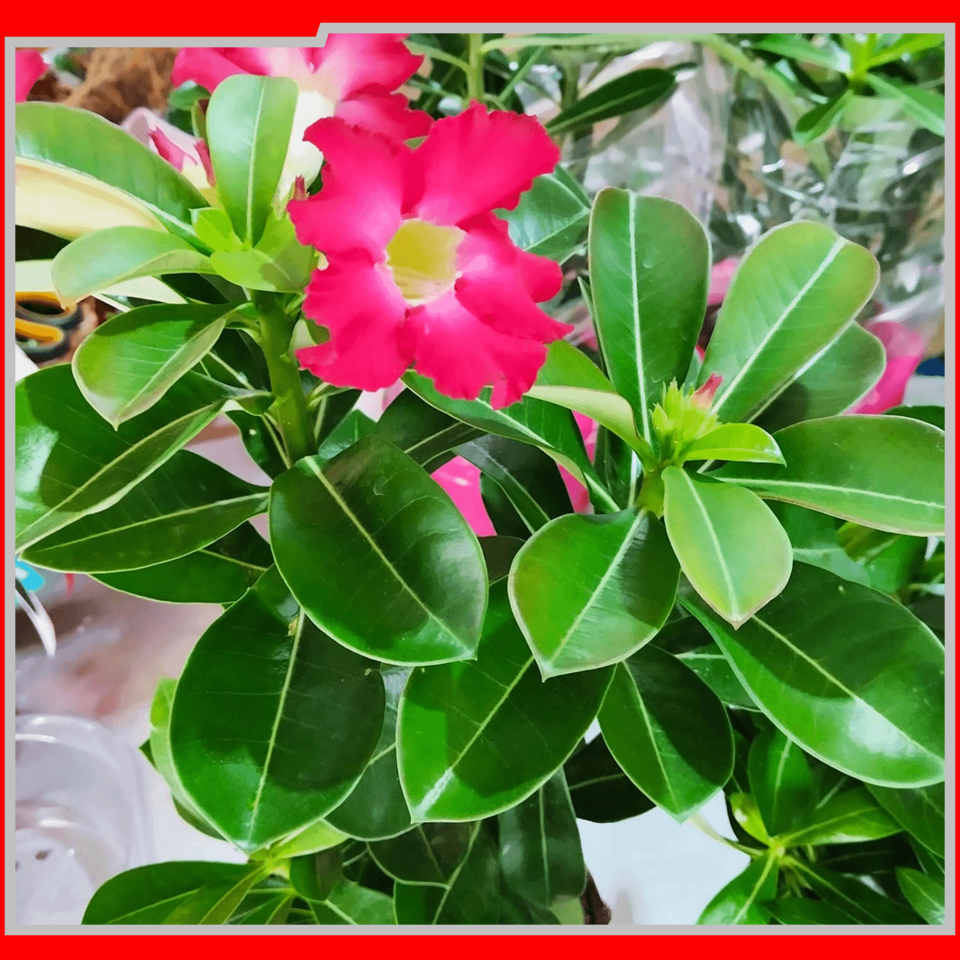 2057 IEAW - FLORICULTURA MORRETES (2)