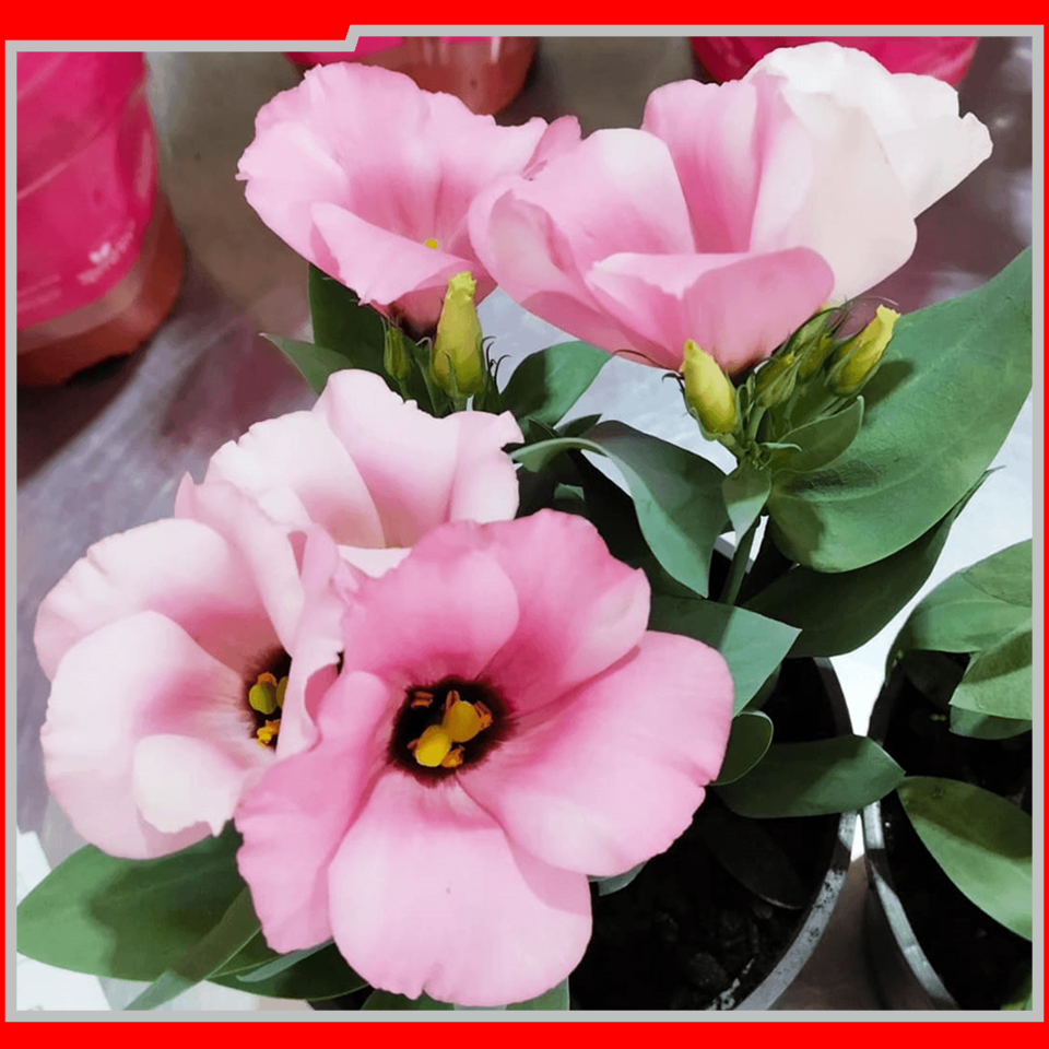 2057 IEAW - FLORICULTURA MORRETES (3)