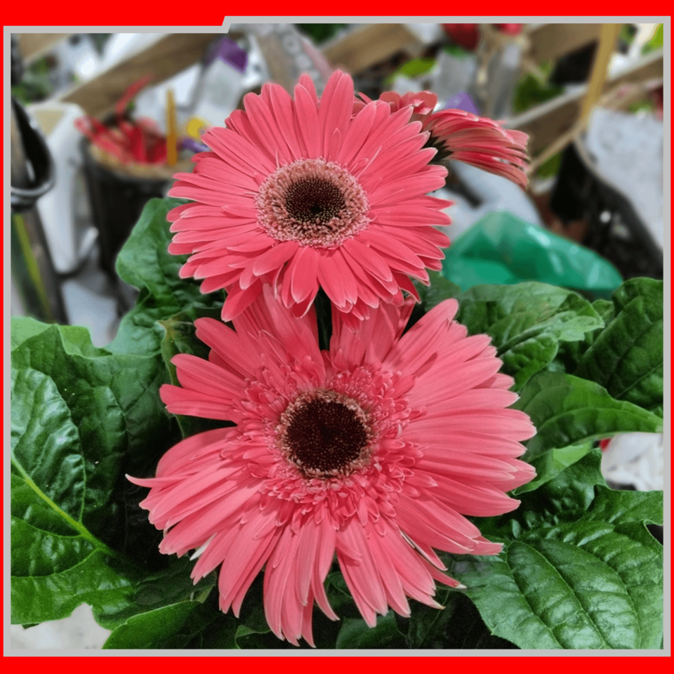 2057 IEAW - FLORICULTURA MORRETES (4)