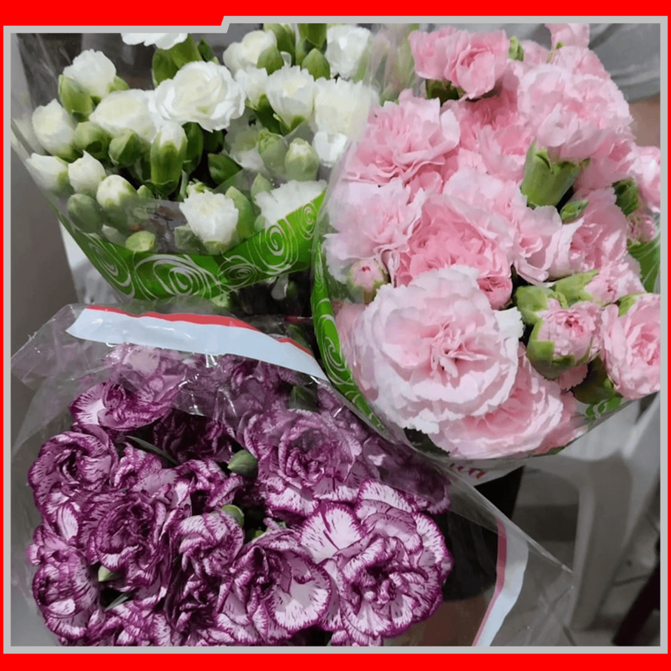 2057 IEAW - FLORICULTURA MORRETES (5)
