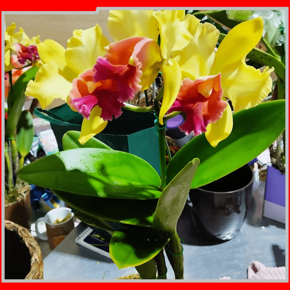2057 IEAW - FLORICULTURA MORRETES (6)
