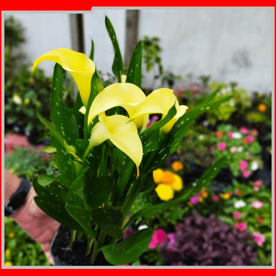 2057 IEAW - FLORICULTURA MORRETES (8)
