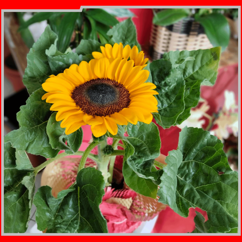 2057 IEAW - FLORICULTURA MORRETES (9)